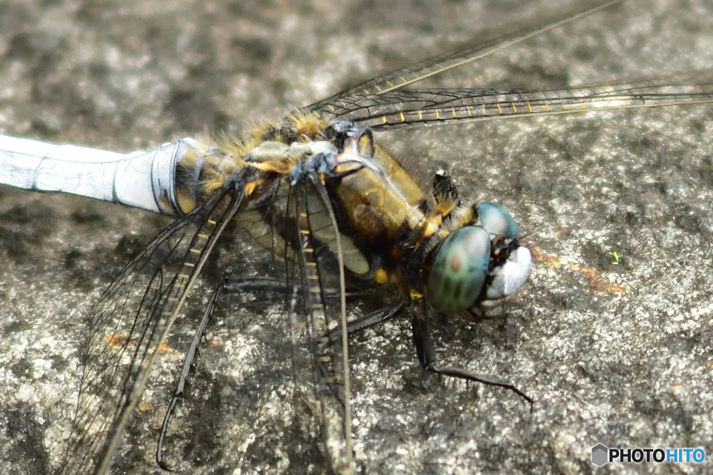 シオカラトンボ