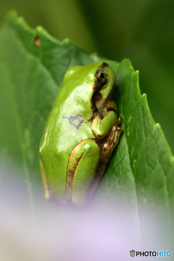 ハートのタトゥー