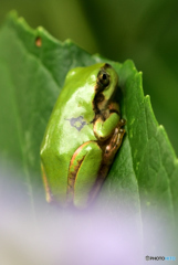 ハートのタトゥー