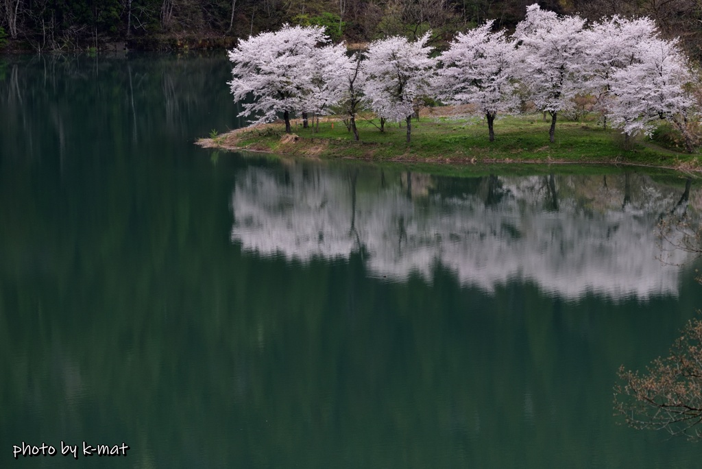 緩流と桜