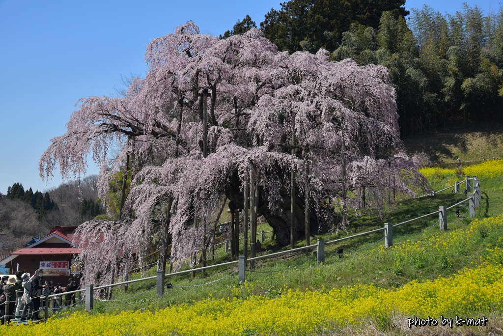 滝桜満開②