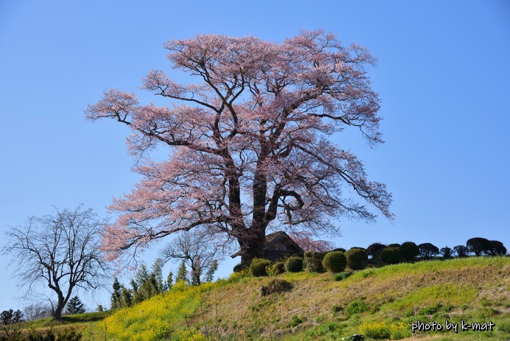 三春町桜紀行⑨