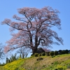 三春町桜紀行⑨