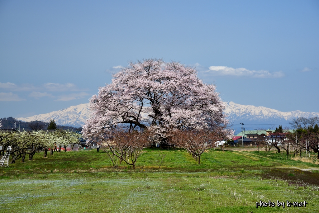 馬ノ墓の種蒔桜②