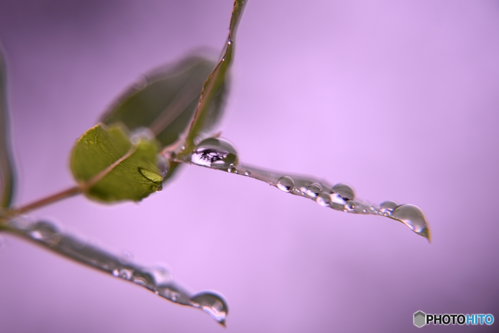 雨玉