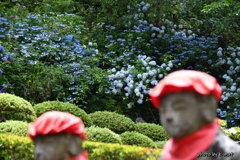 赤い帽子と青い花