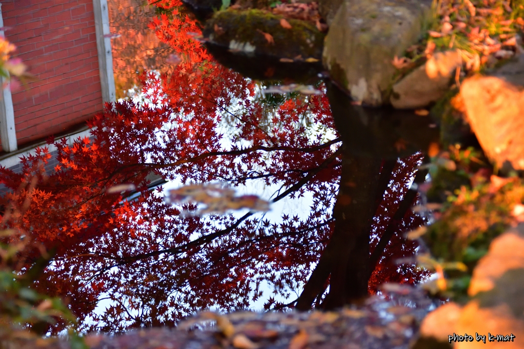 池の紅葉