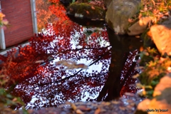 池の紅葉
