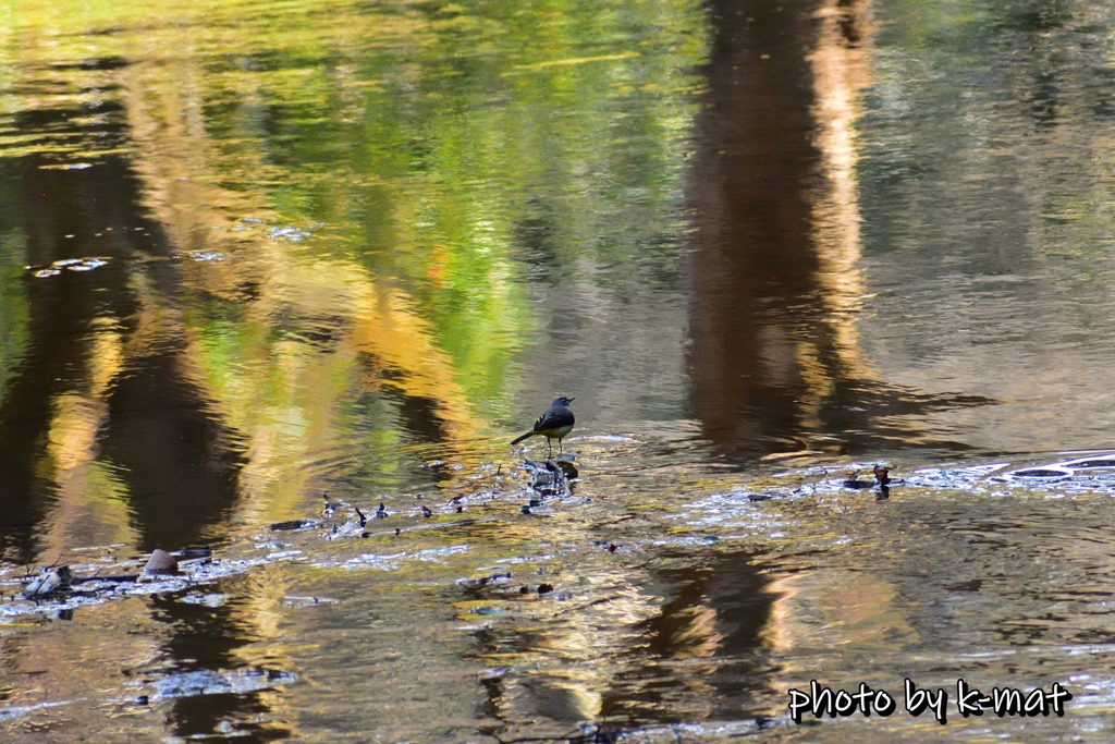 水面に立つキセキレイ