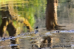 水面に立つキセキレイ