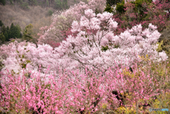 花見山②