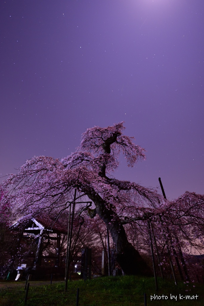 月夜の春
