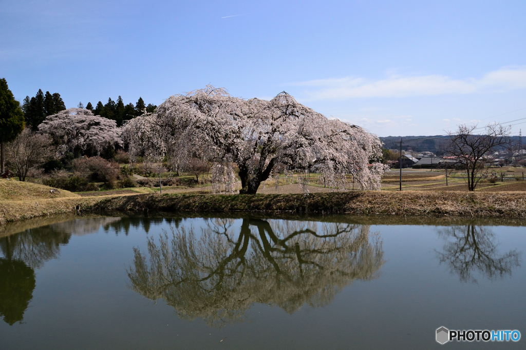花園の枝垂桜①