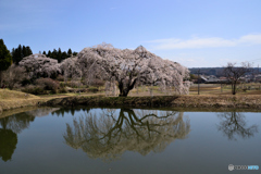 花園の枝垂桜①