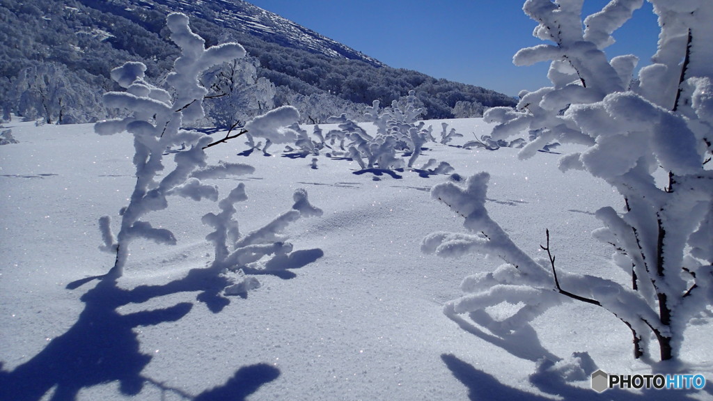 樹氷と雪原