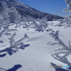 樹氷と雪原