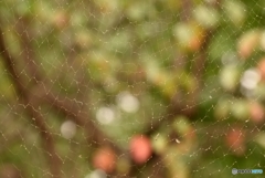 蜘蛛の網