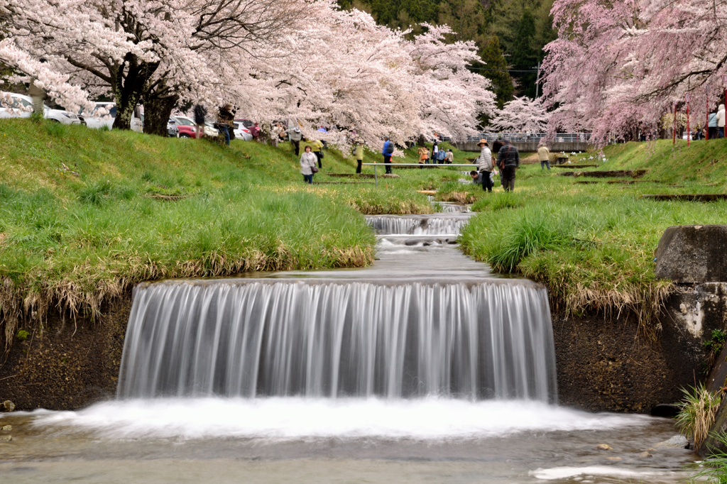 観音寺川の桜