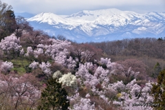 花見山と吾妻山