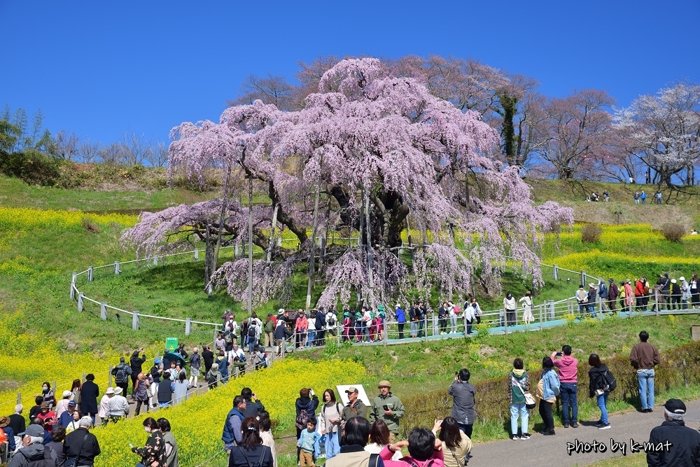 滝桜満開①