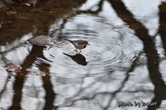 水面に立つハクセキレイ