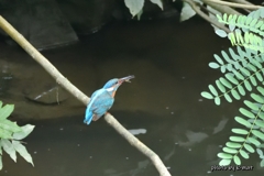 食事中の翡翠