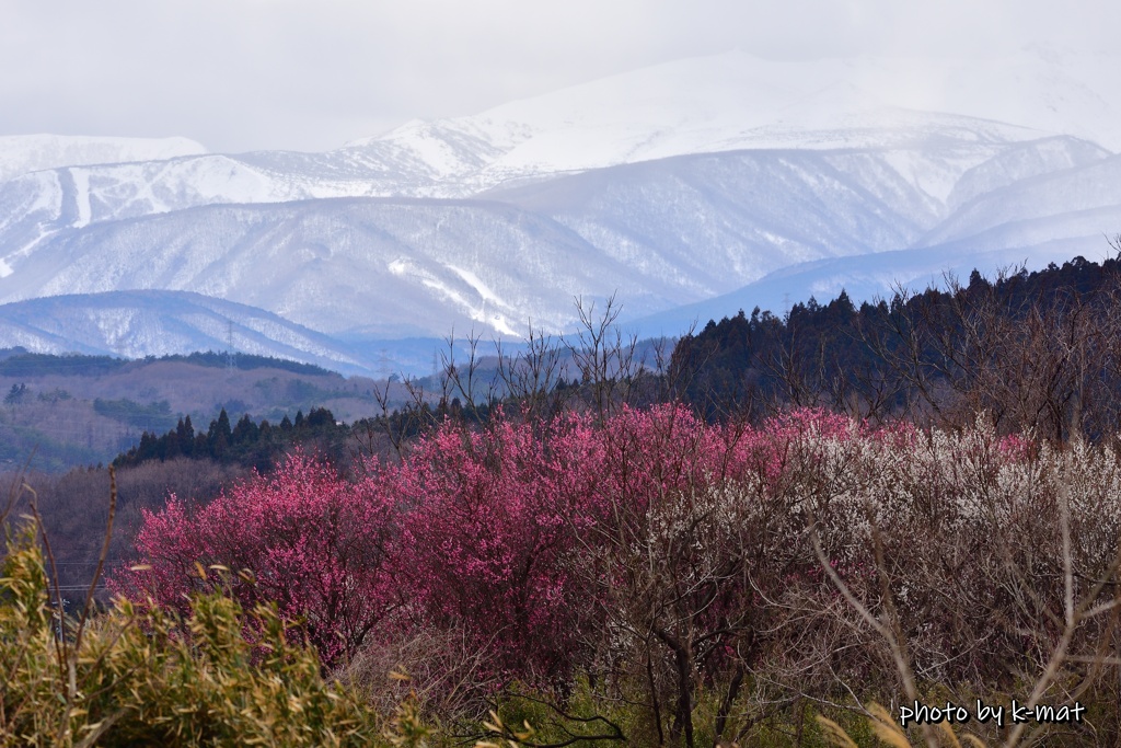 梅と雪山