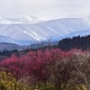 梅と雪山