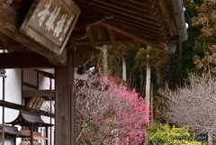 梅咲き始めた梅林寺