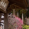 梅咲き始めた梅林寺