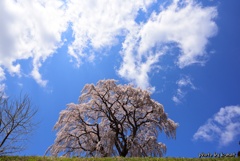 空と桜