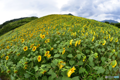 ひまわりの丘