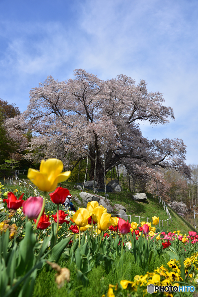 越代の桜