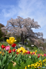 越代の桜