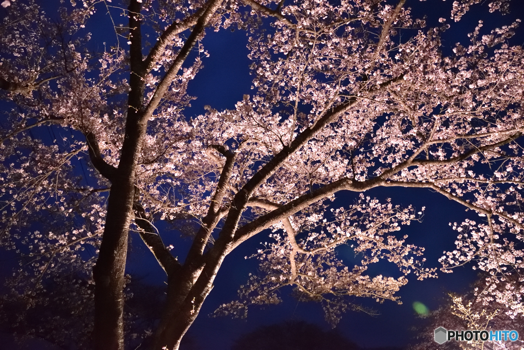夜桜③