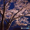 夜桜③