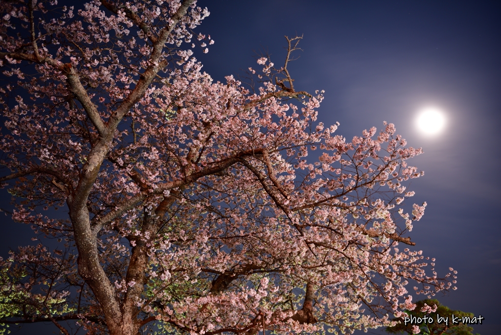 月夜桜