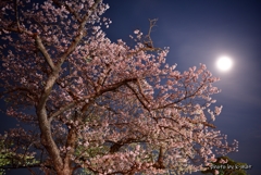 月夜桜