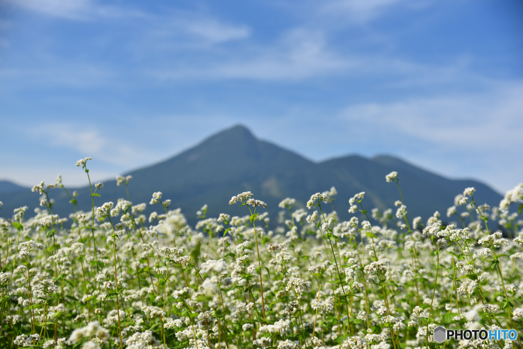 磐梯山と蕎麦の花