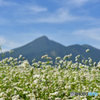 磐梯山と蕎麦の花