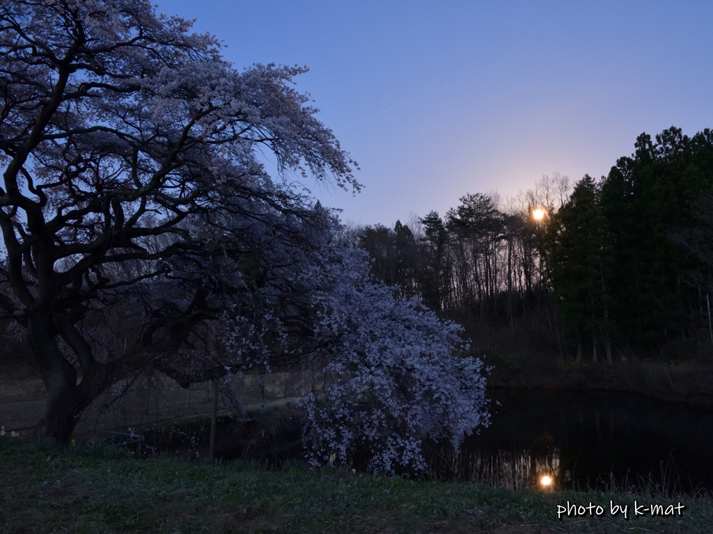 桜と昇月