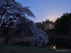 桜と昇月
