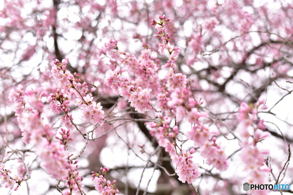 戸津辺の桜②