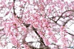 戸津辺の桜②