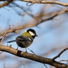 振り向くシジュウカラ