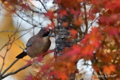 カケスと紅葉②