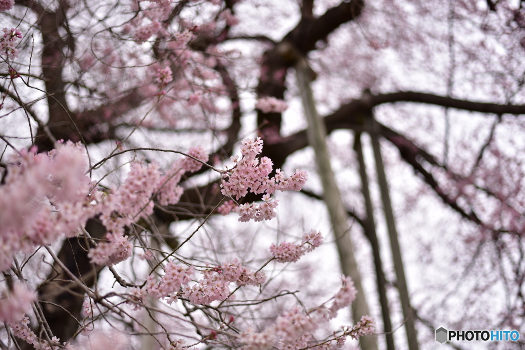 戸津辺の桜③