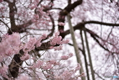 戸津辺の桜③