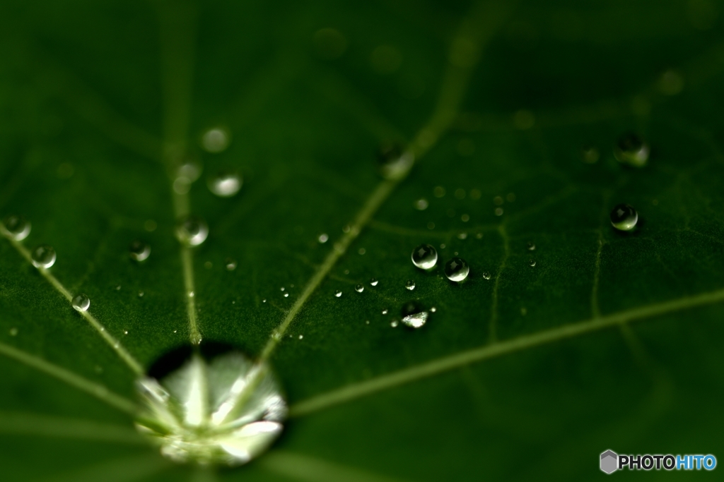 水玉