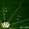 水玉